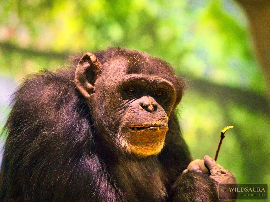 Thoughtful Gaze of a Chimpanzee