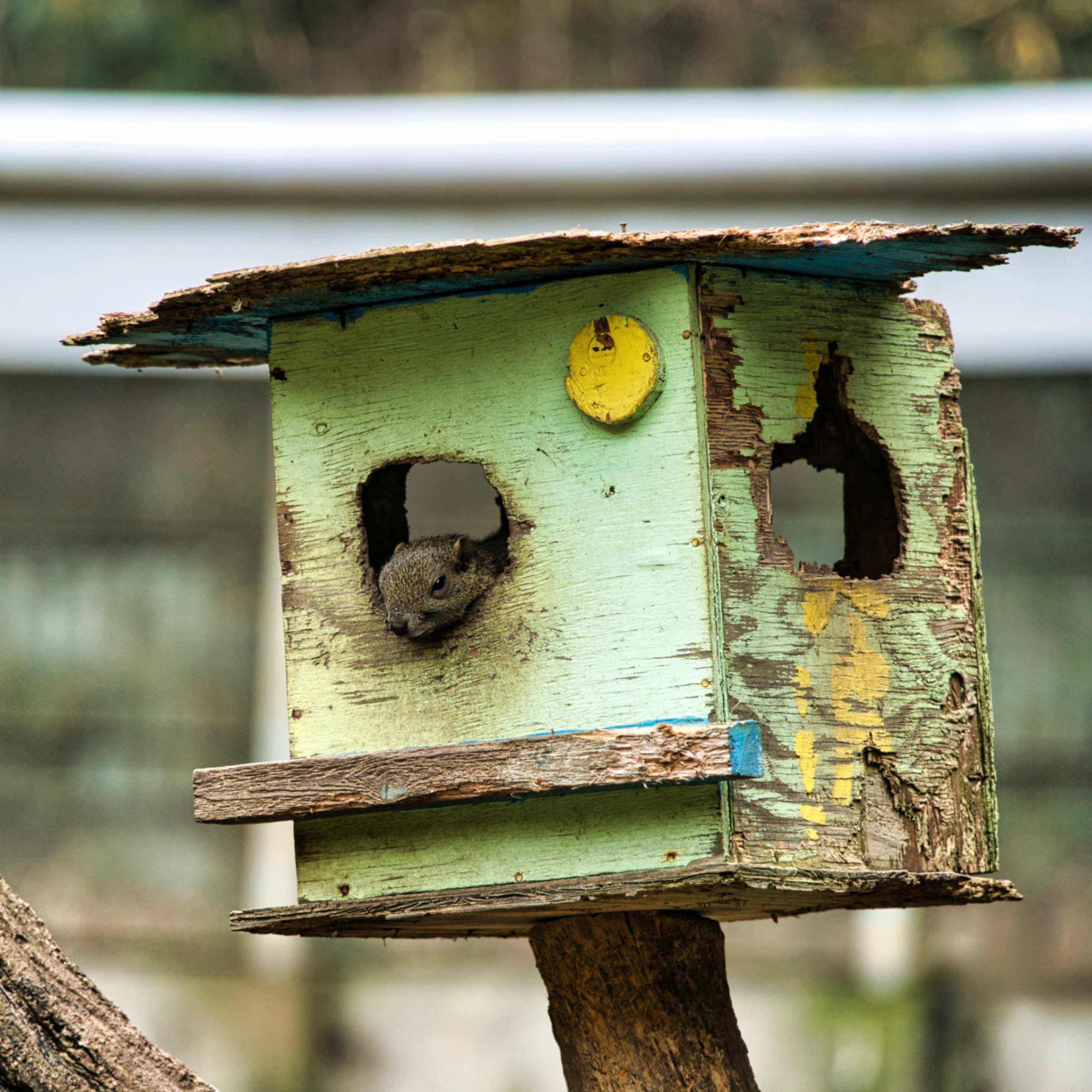Curious Squirrel in a Weathered Birdhouse
