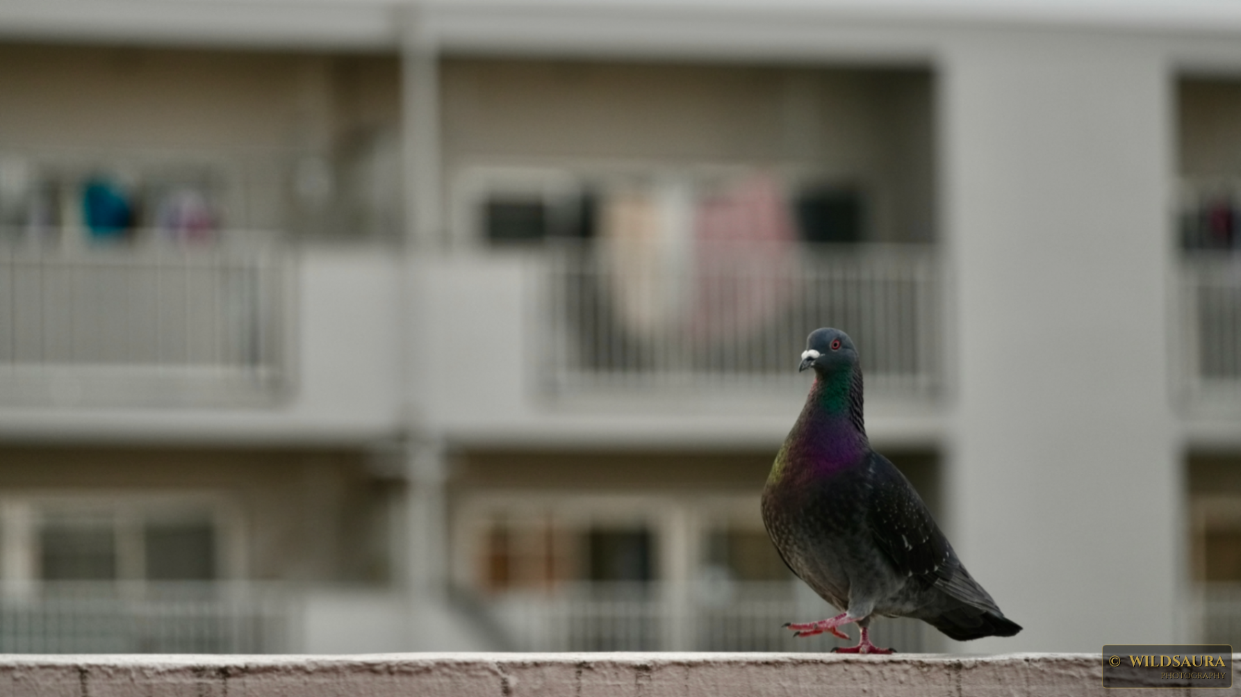 Urban Pigeon on a Concrete Ledge