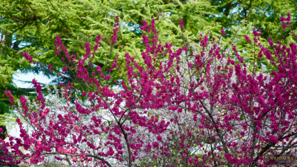Vibrant Pink and White Spring Blossoms