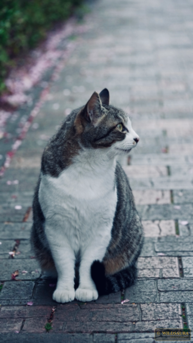Curious Tabby Cat on a Petal-Strewn Path