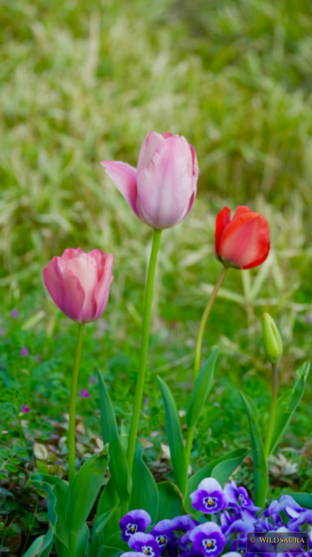Vibrant Spring Tulips and Pansies
