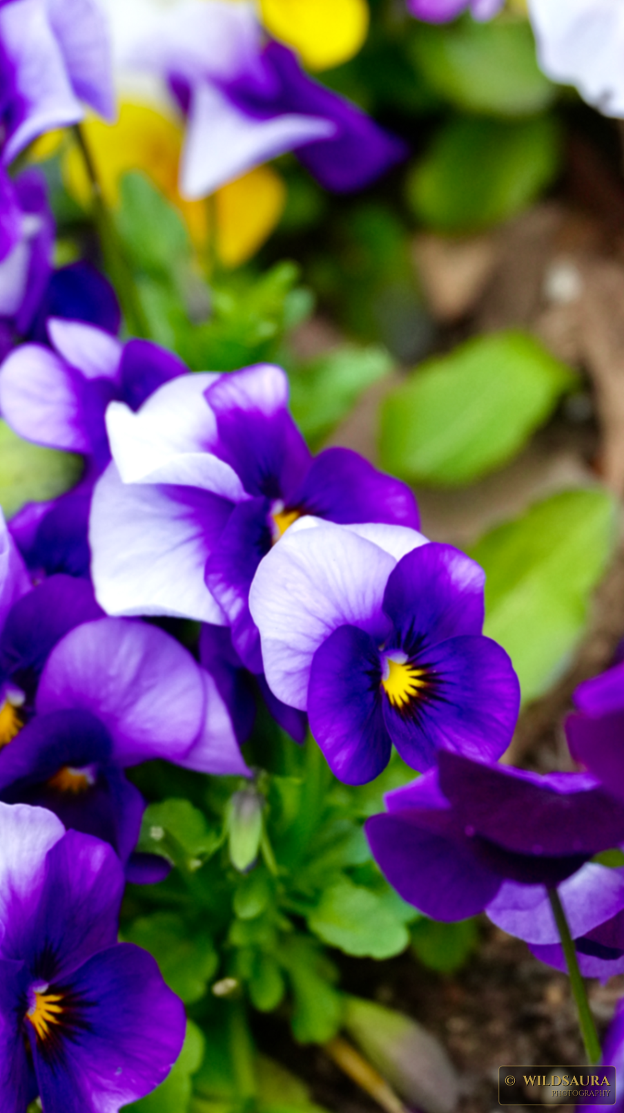 Vibrant Purple and White Pansies in Bloom