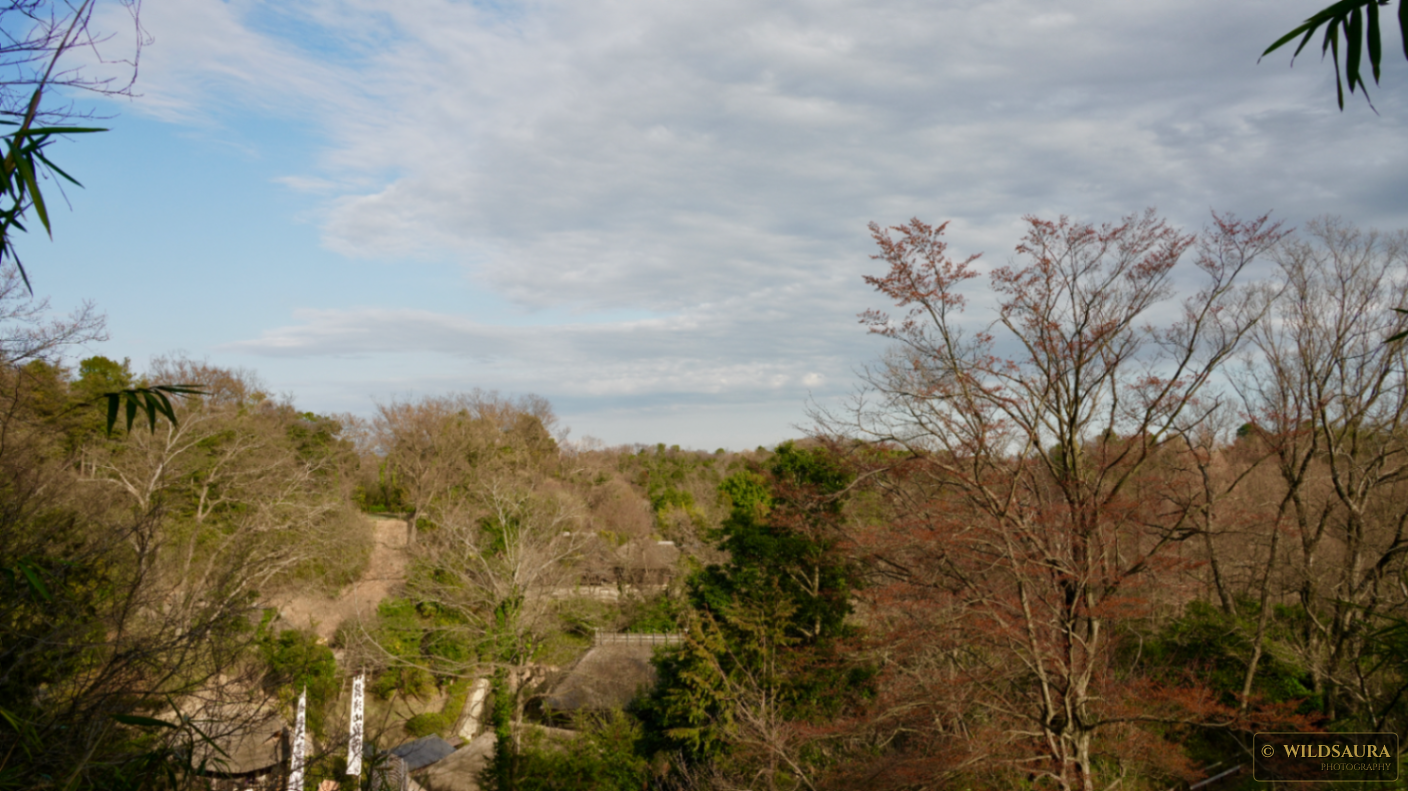 Overlooking a Serene Japanese Valley in Early Spring