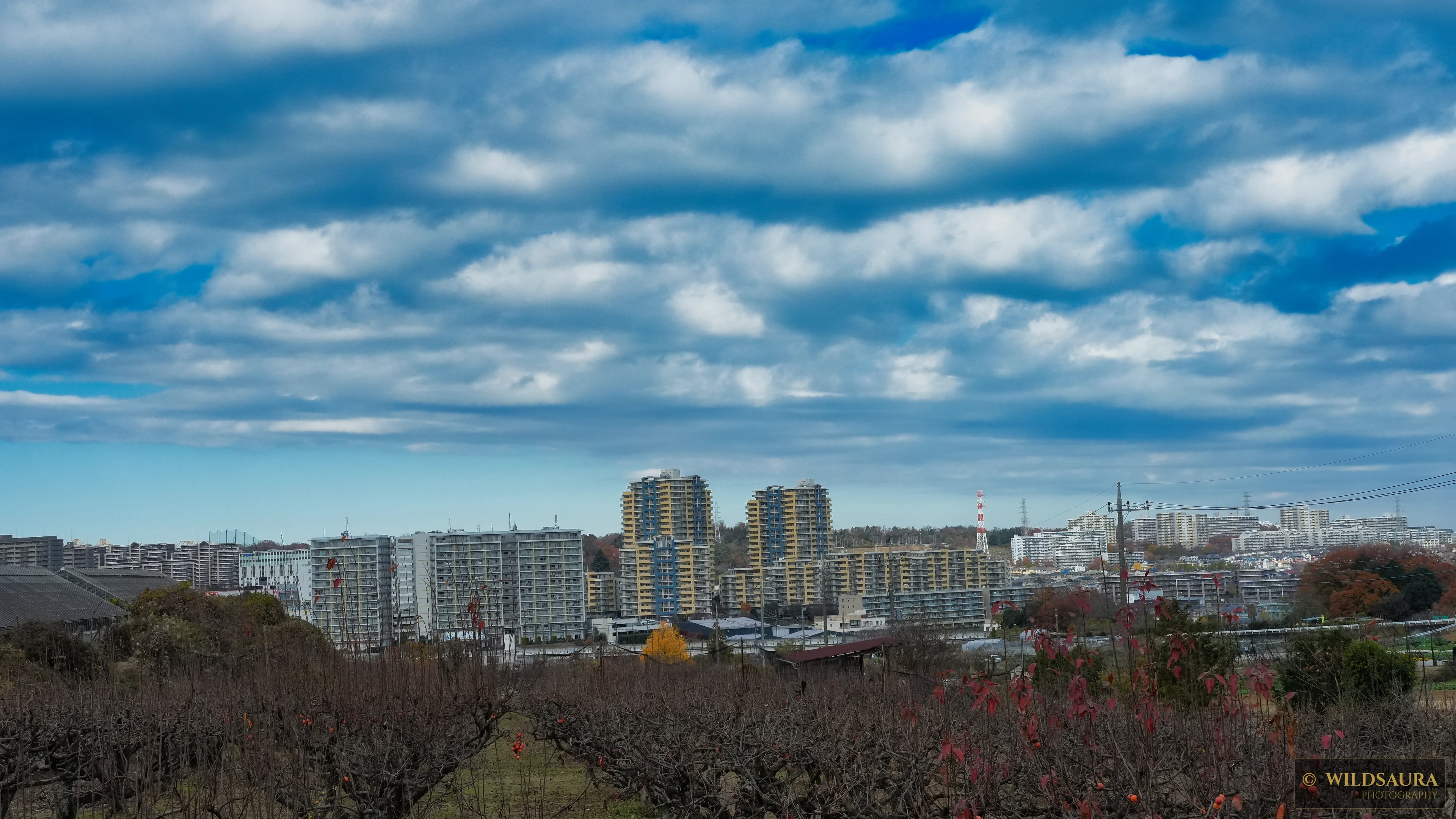 Autumn Orchard Overlooking a Japanese Cityscape