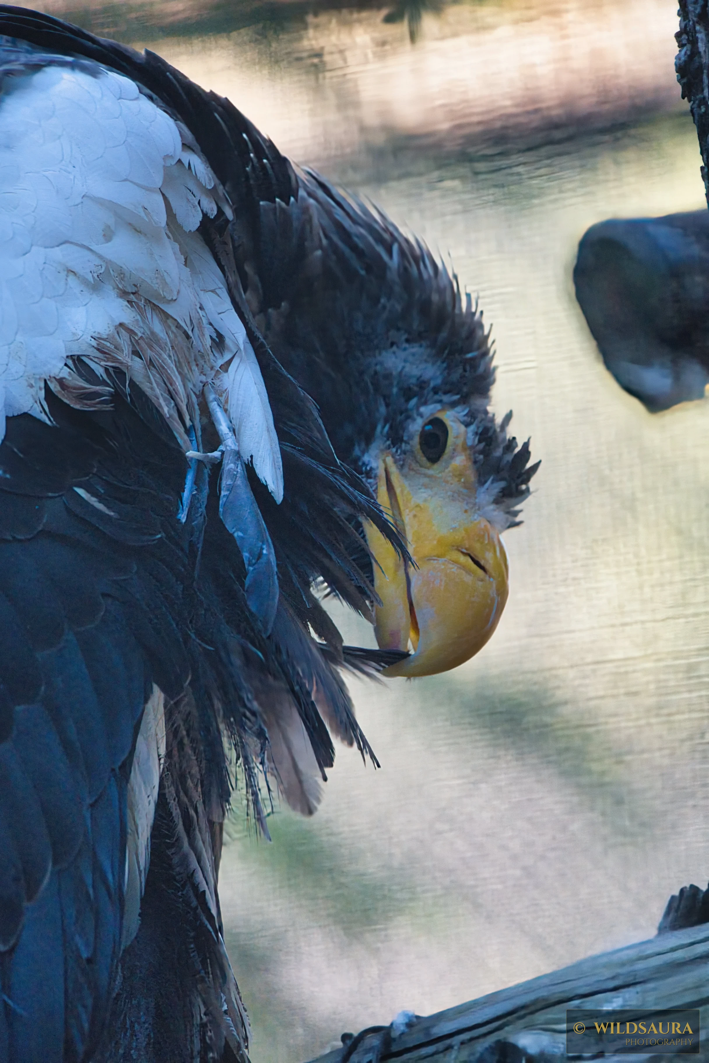 Steller's Sea Eagle's Piercing Gaze