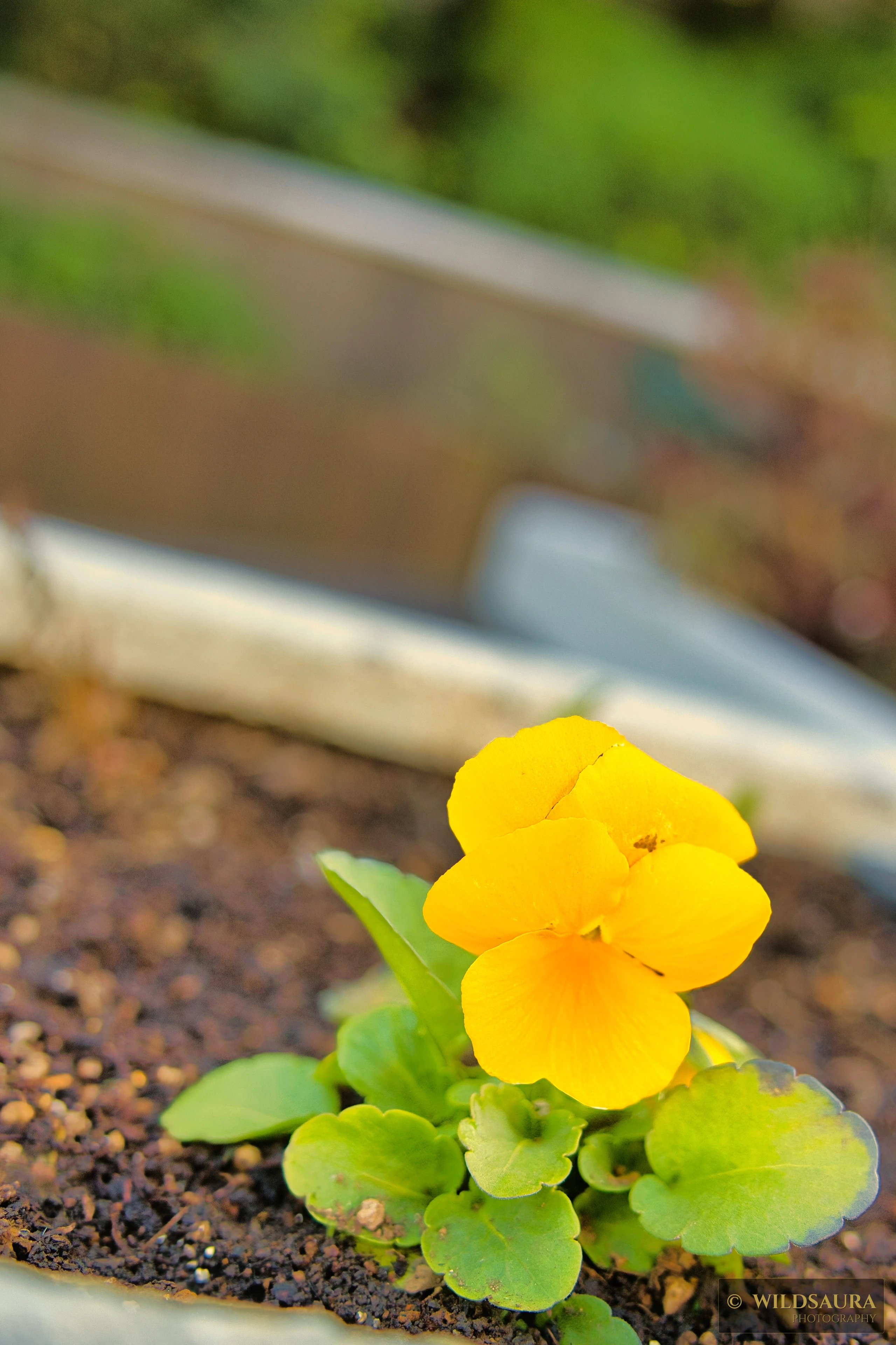 Vibrant Yellow Pansy in a Garden