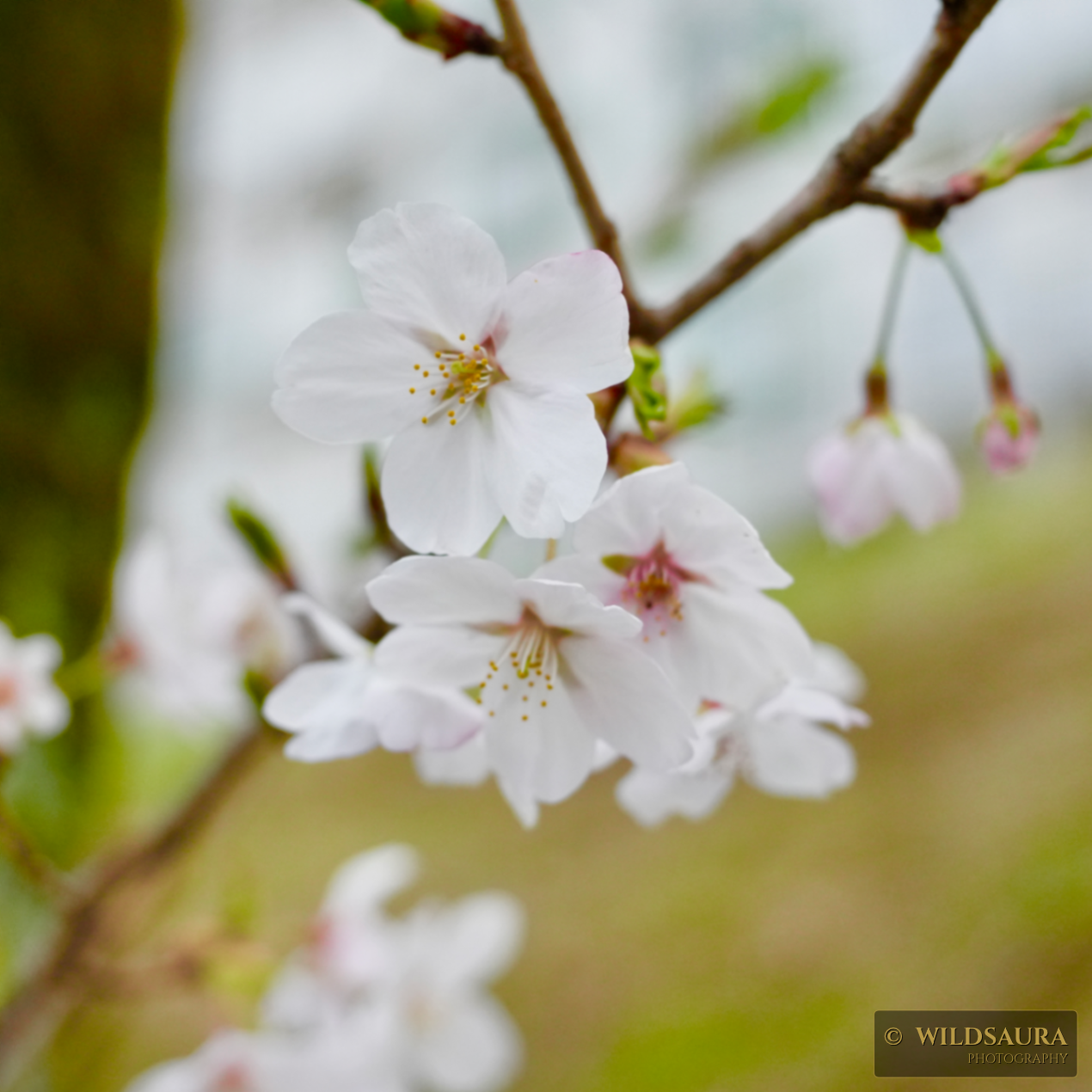Delicate White Cherry Blossoms in Spring