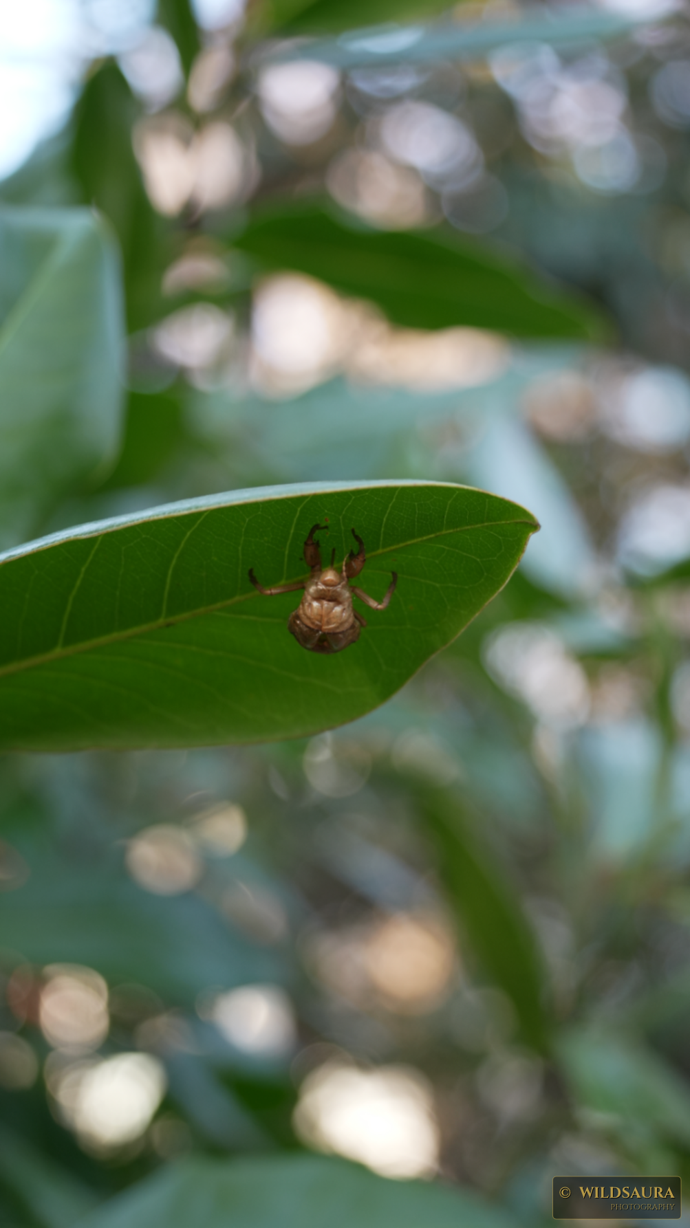 Cicada's Empty Embrace: A Shed Exoskeleton on a Leaf