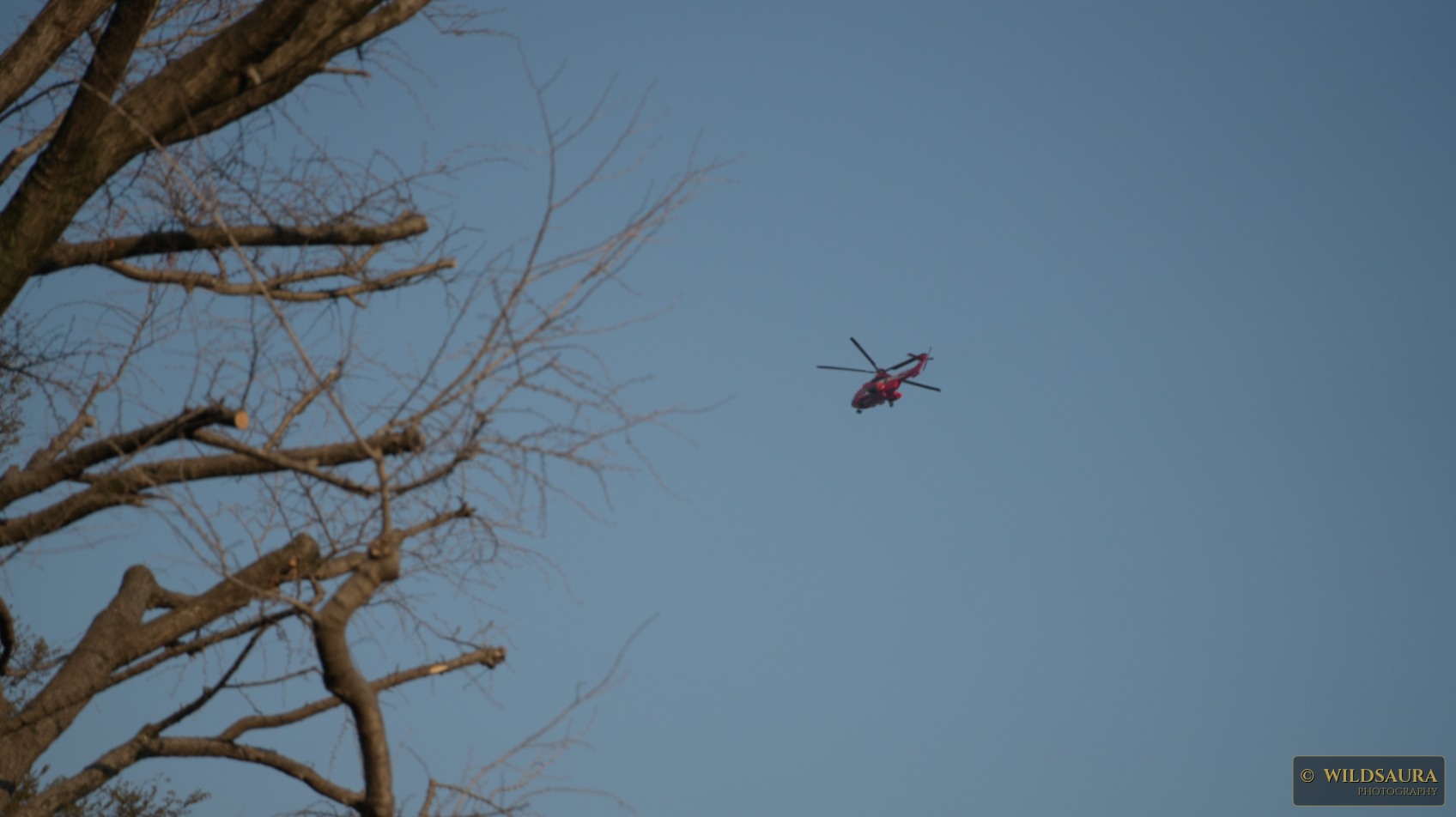 Red Helicopter Soaring Above Bare Winter Trees