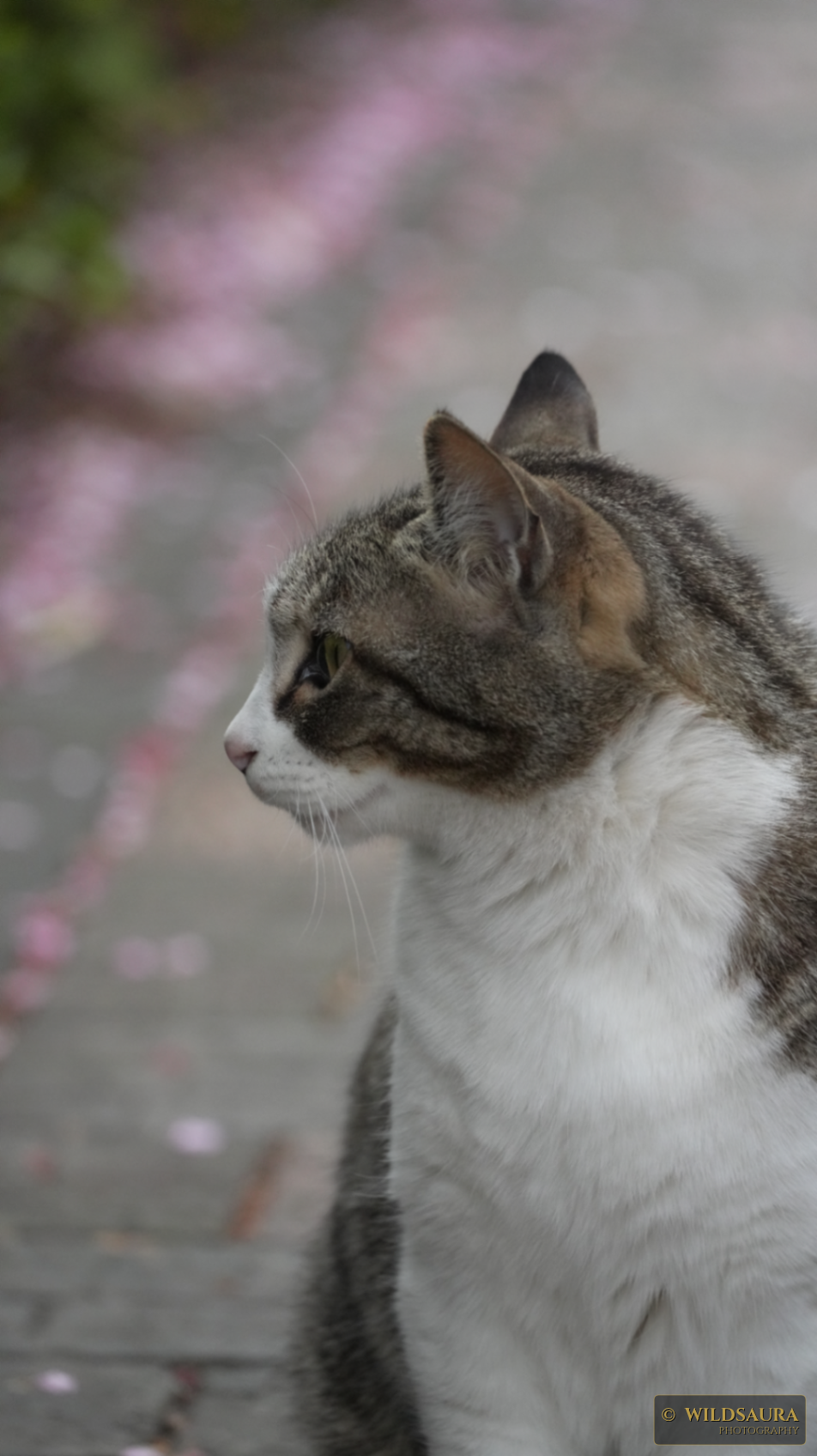 Tabby and White Cat Amidst Soft Pink Petals