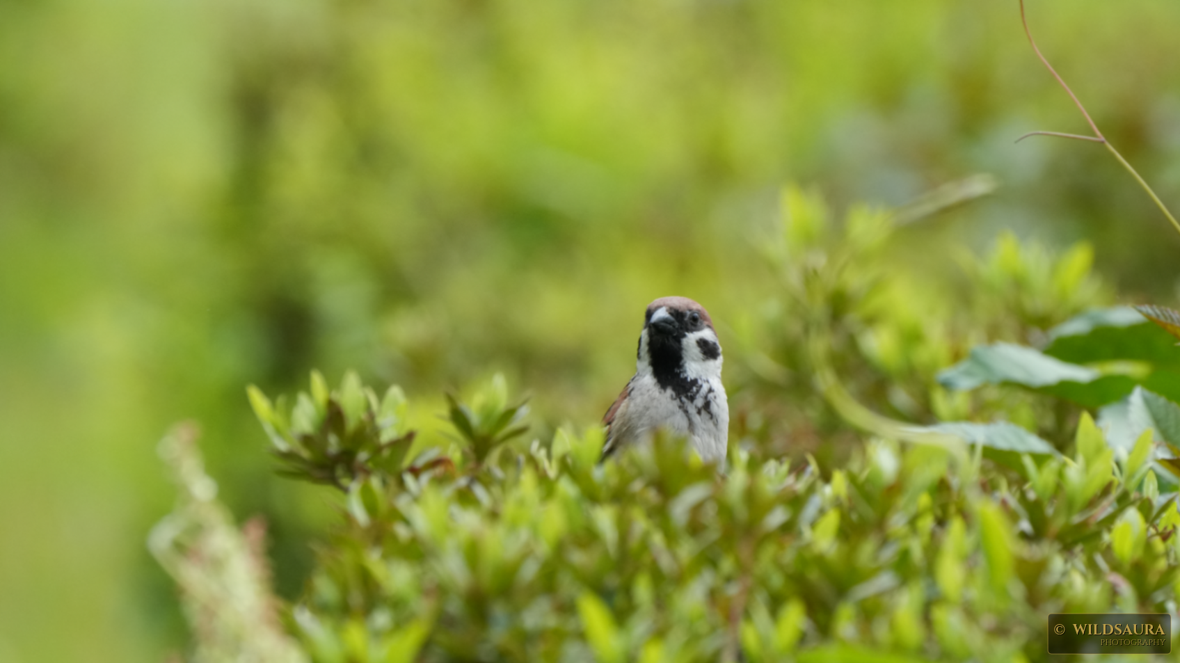 Eurasian Tree Sparrow Amidst Green Foliage