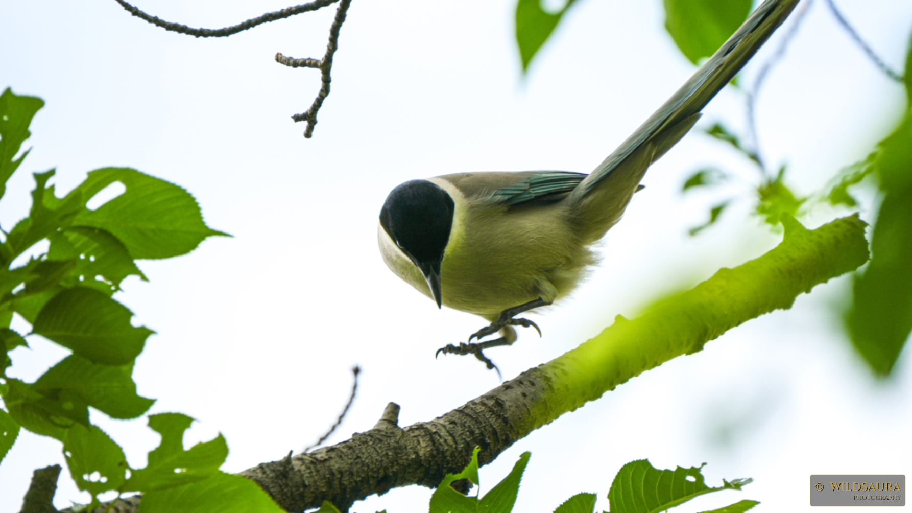 A Green Magpie Perched in the Canopy