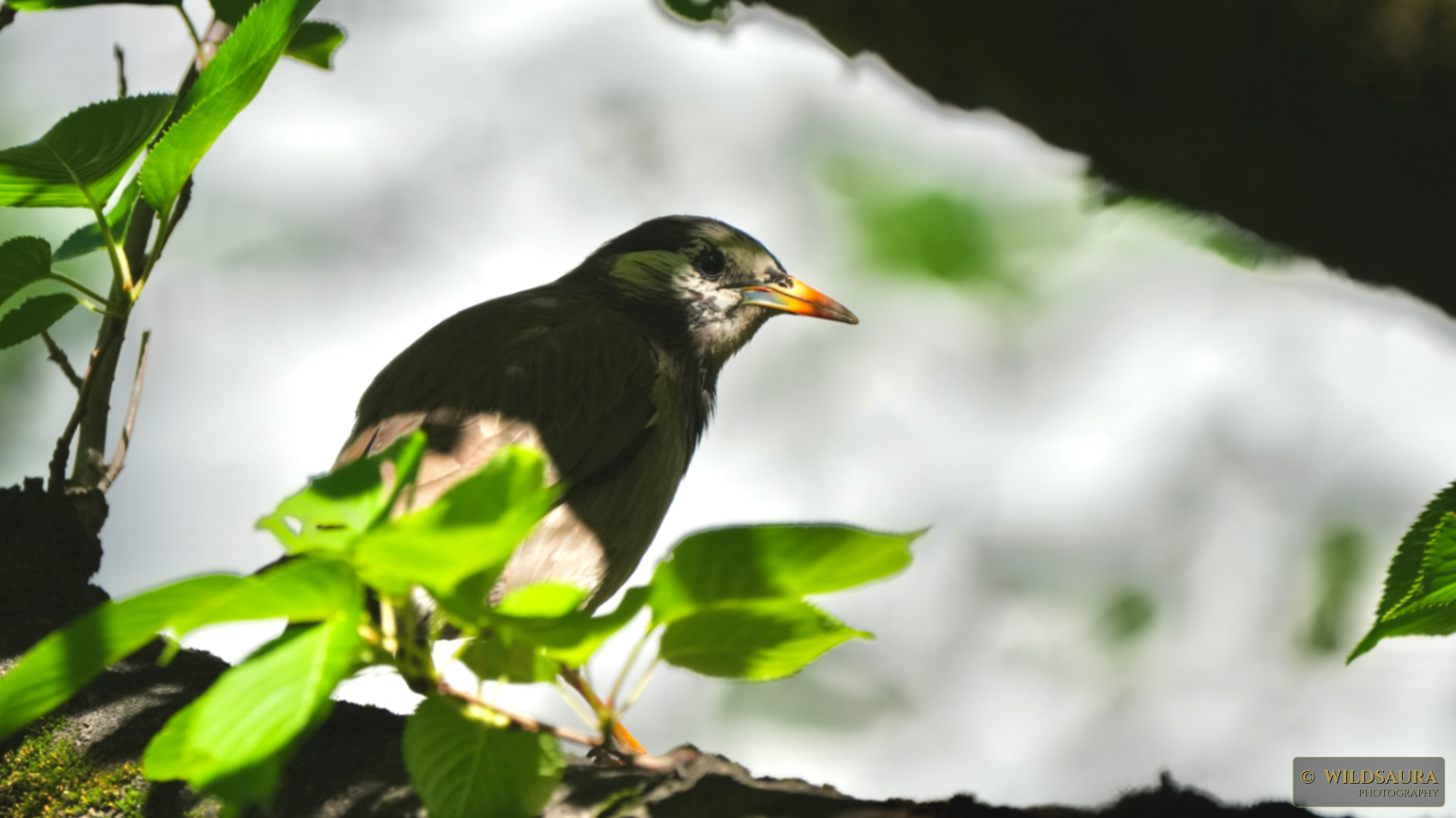 White-cheeked Starling Perched in Verdant Foliage