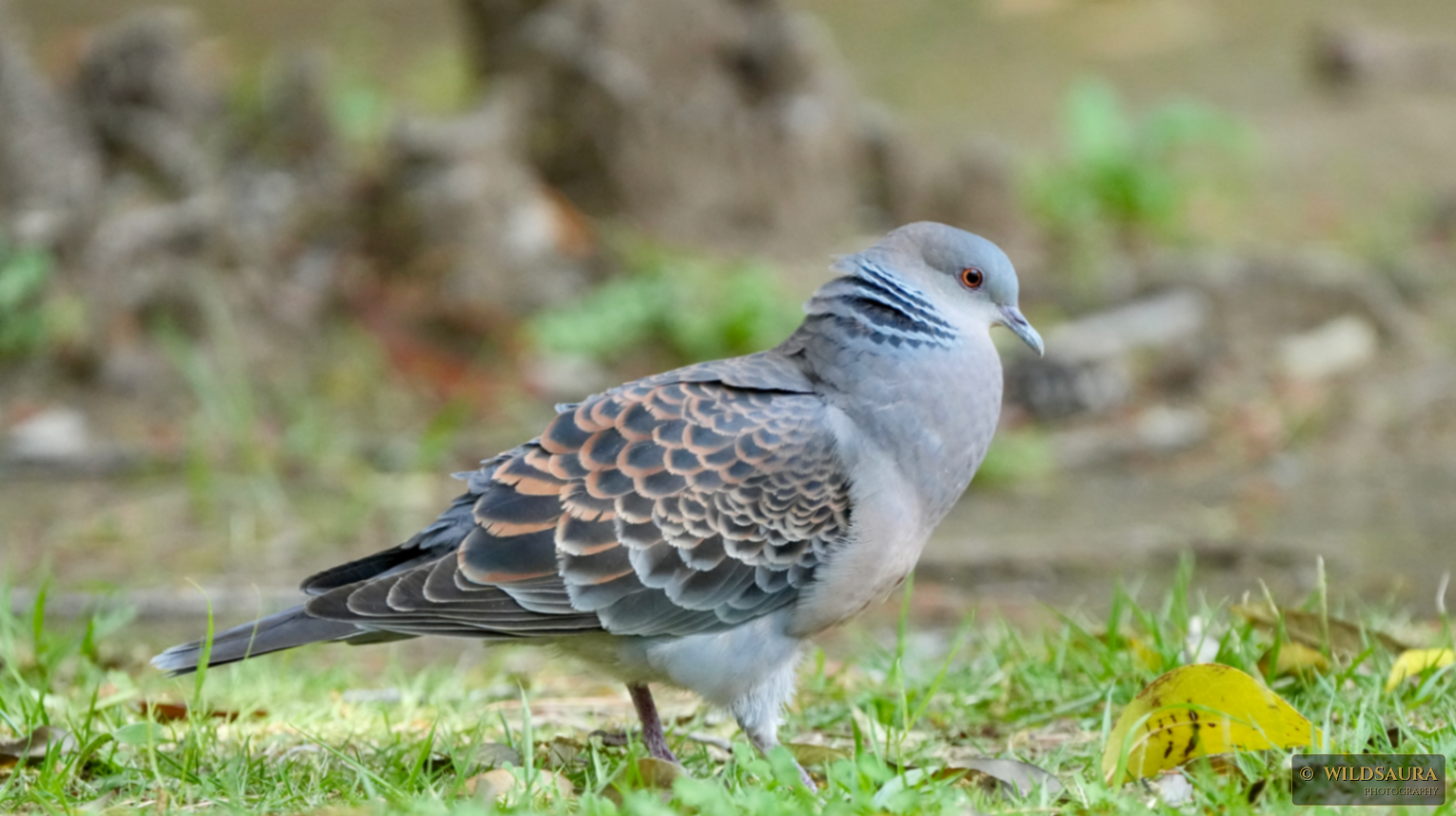 Oriental Turtle Dove on Green Grass