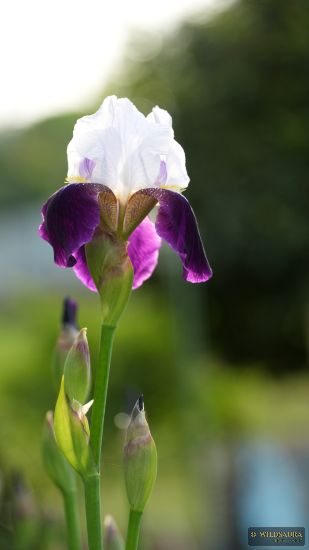 Elegant Purple and White Iris in Bloom