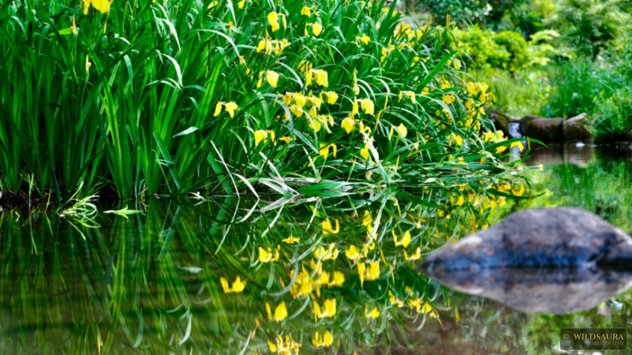 Yellow Irises by Water