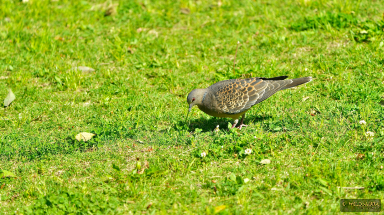 Turtle Dove Foraging