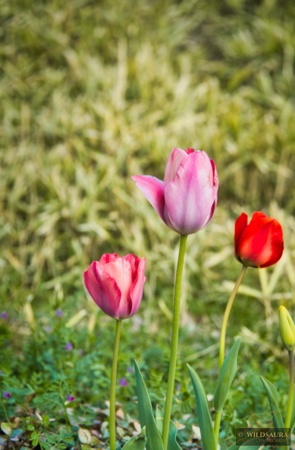 Spring Tulips