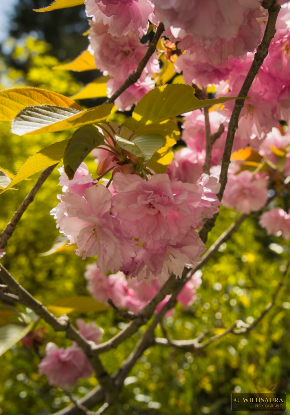Spring Cherry Blossom Light