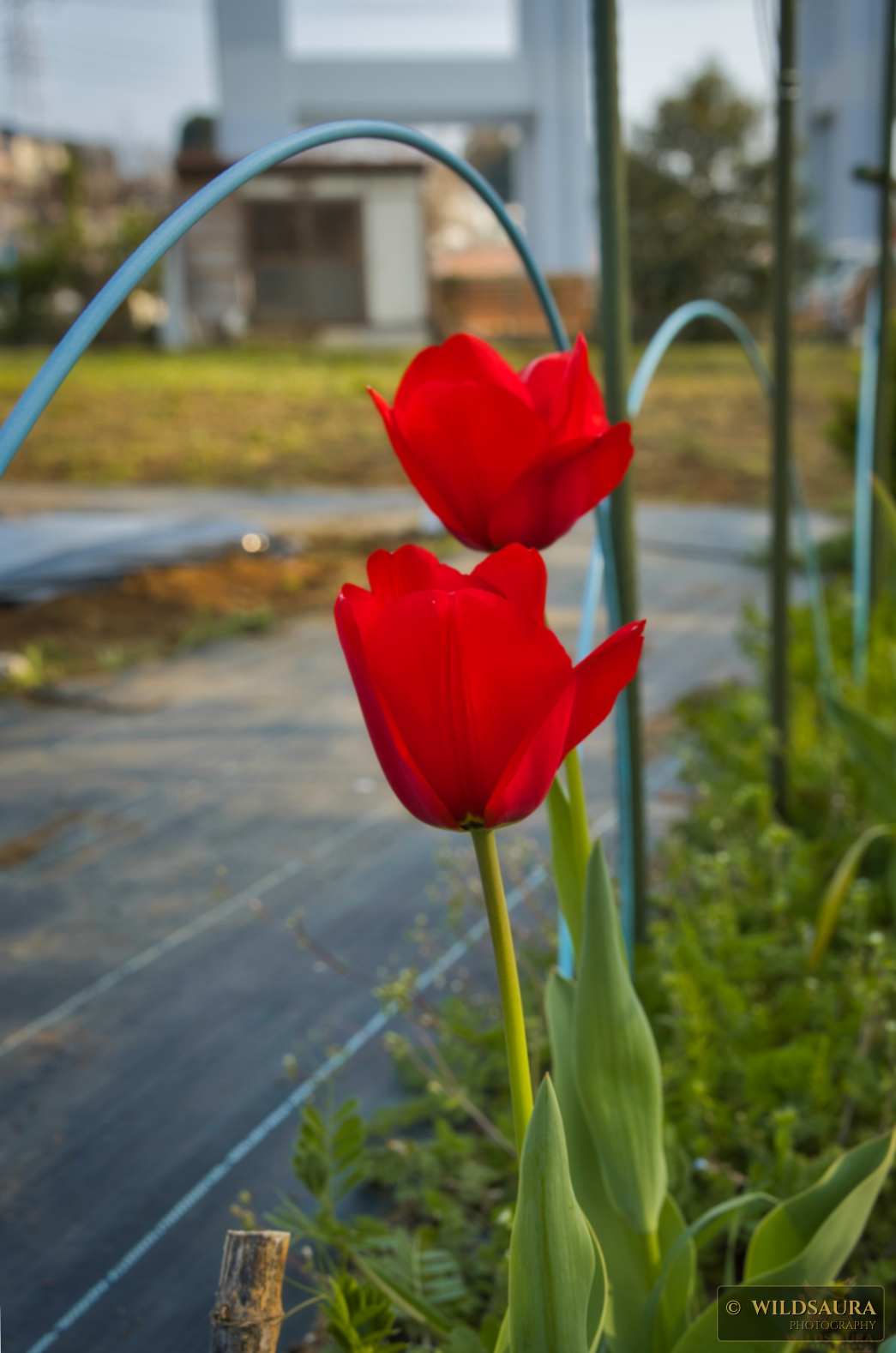 Red Tulips in Spring