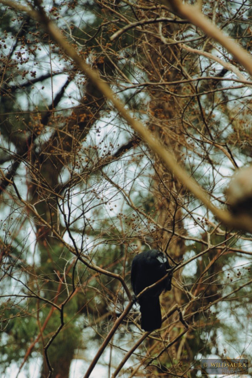 Winter Crow Perch