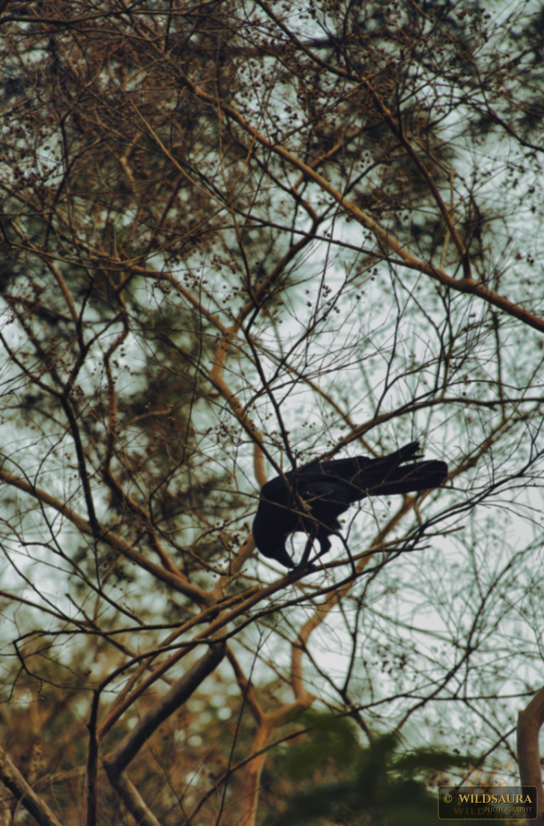 Crow on Bare Branch