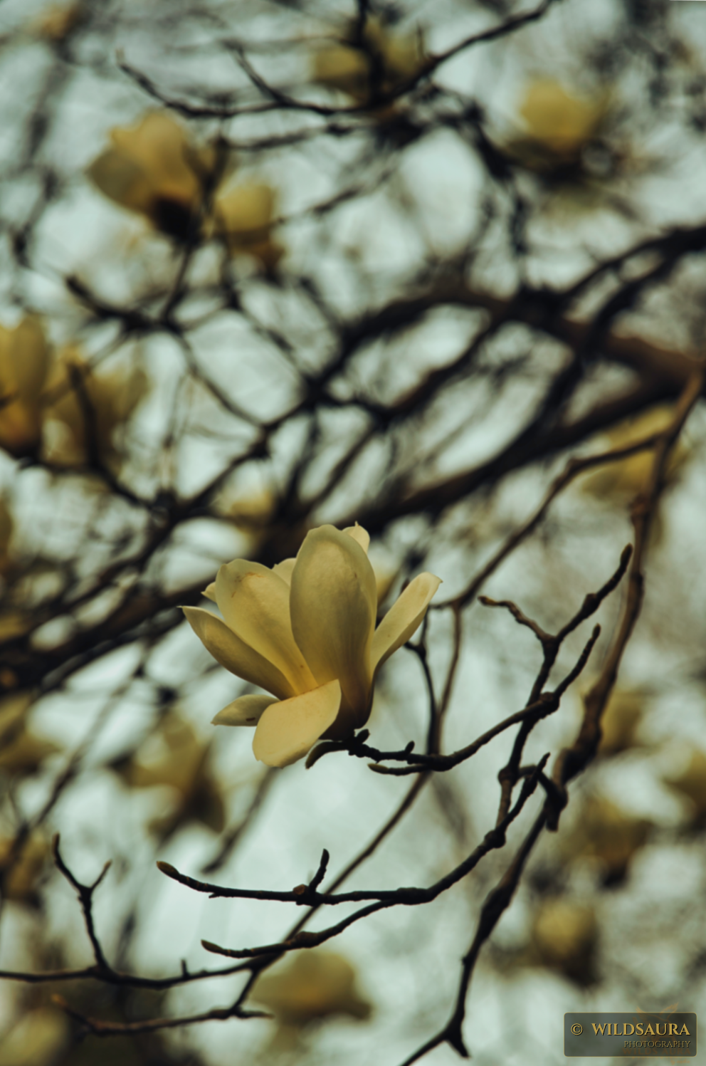 Yellow Magnolia Bloom