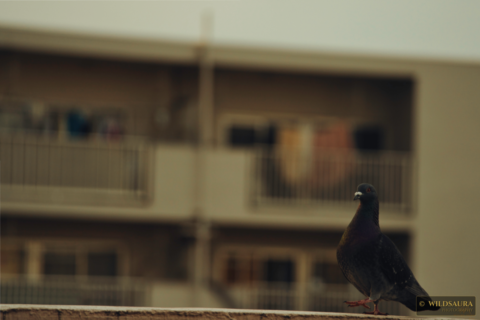 Urban Pigeon on Ledge