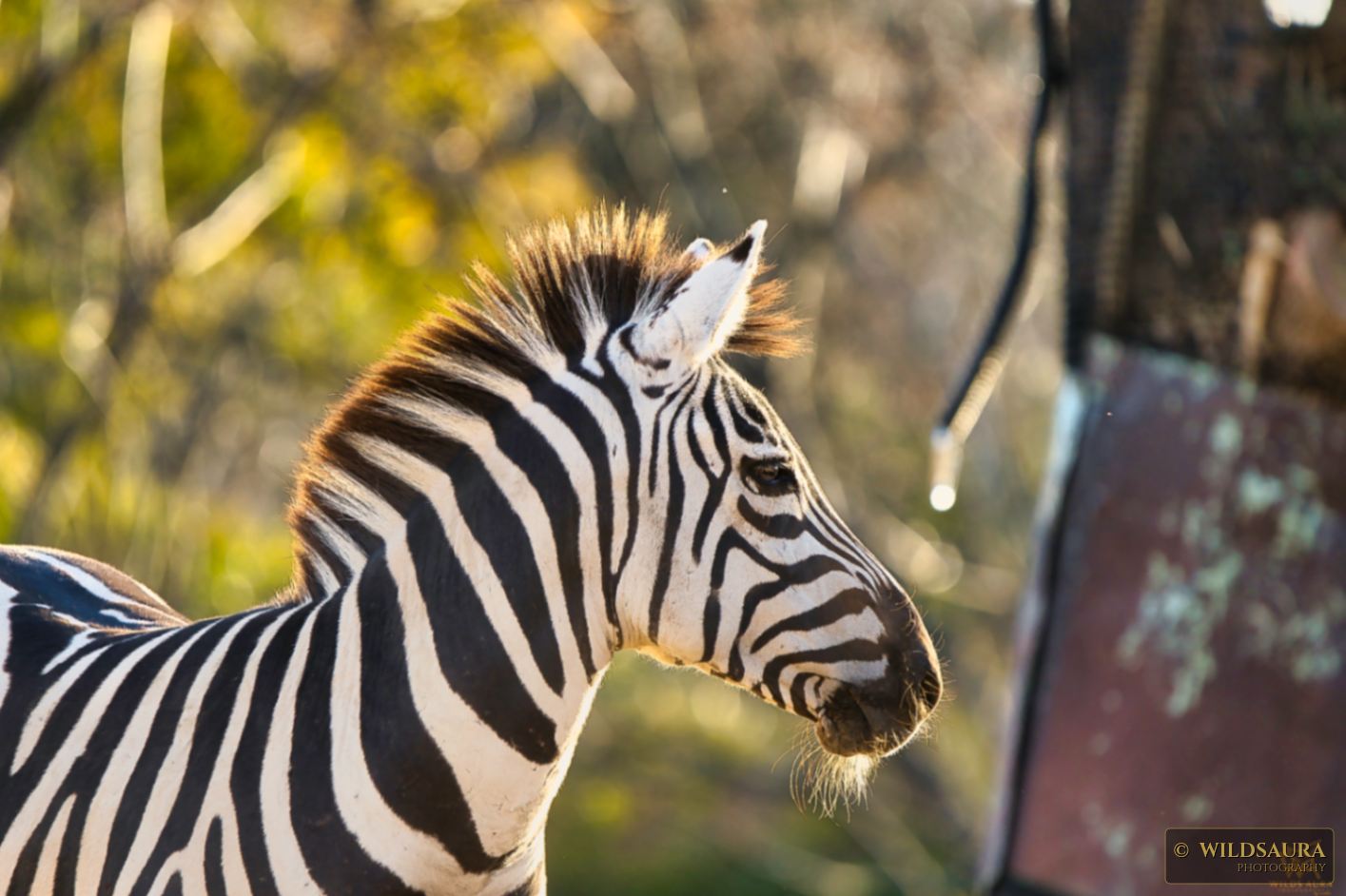 Golden Hour Zebra