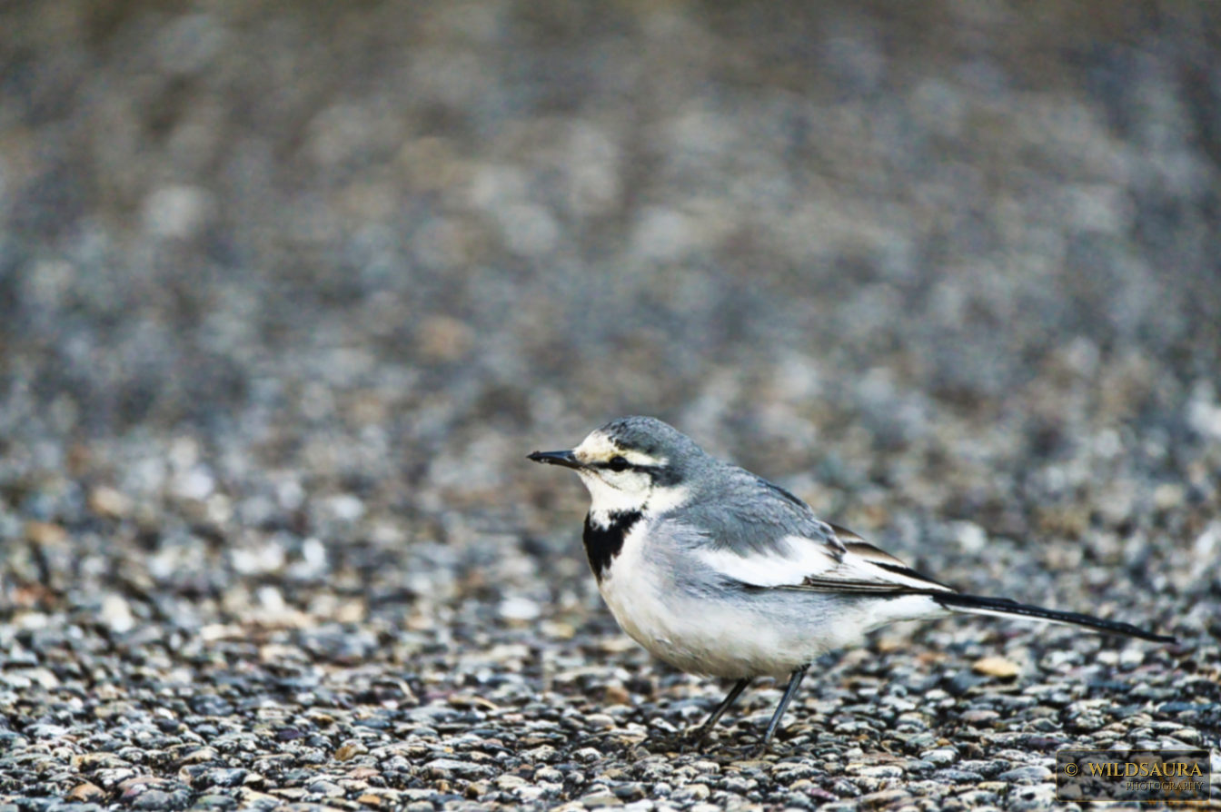White Wagtail on Gravel