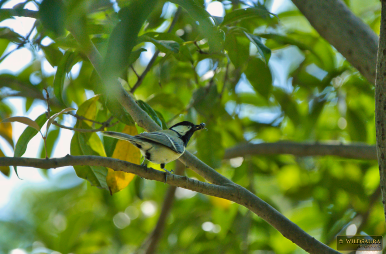 Great Tit's Meal