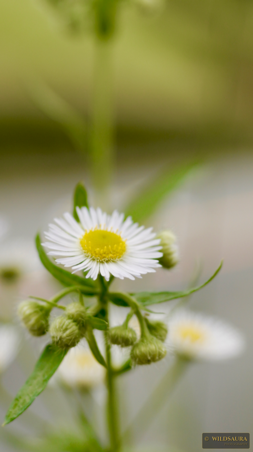 Fleabane Bloom and Buds