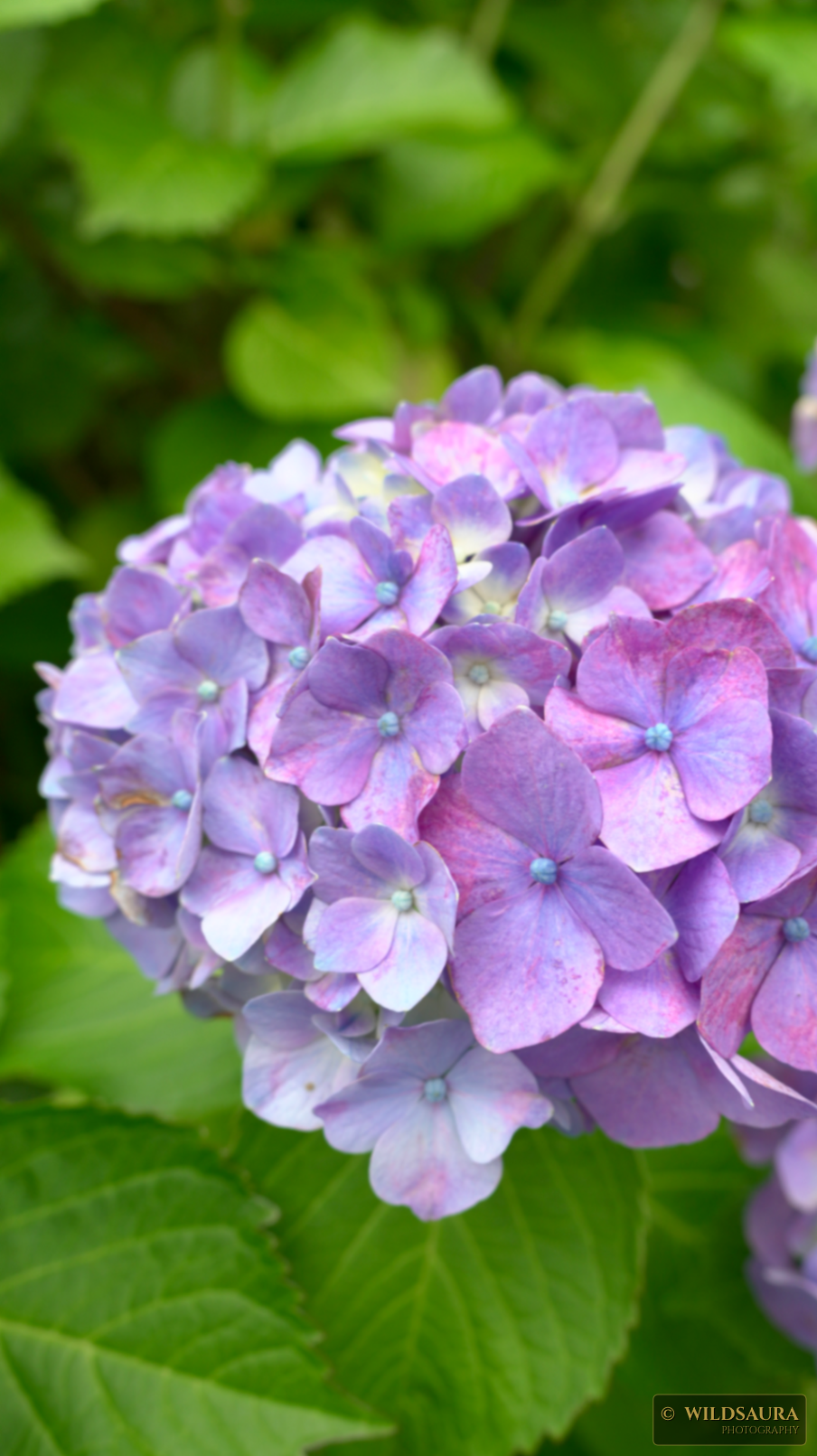 Purple Hydrangea Bloom