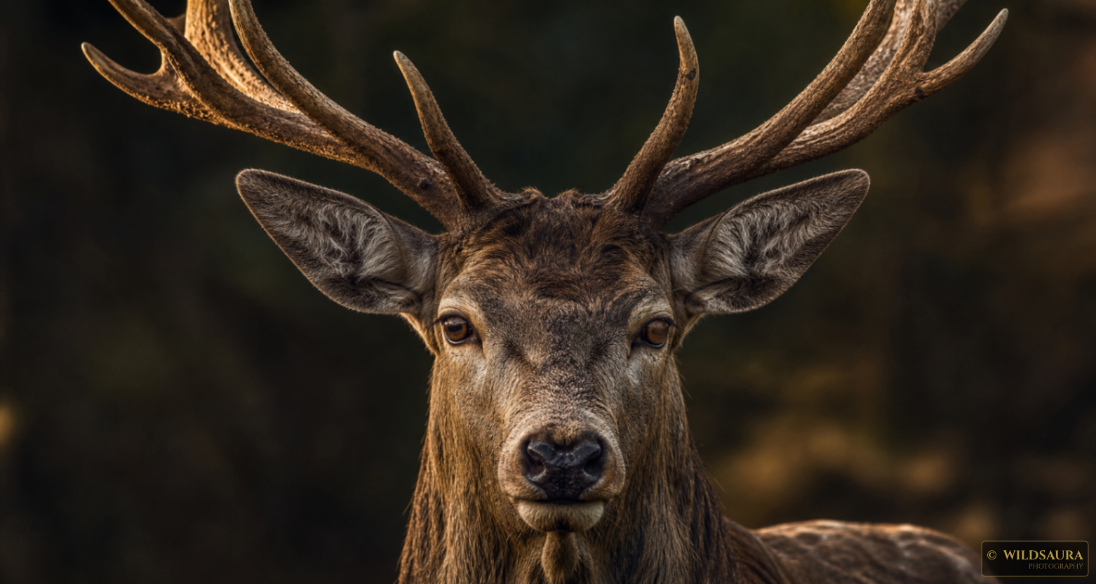 Red Deer Gaze