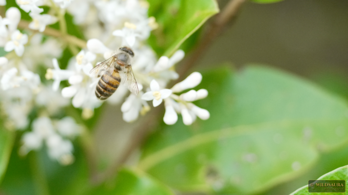 Foraging Honey Bee