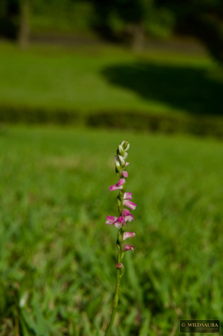 Lady's Tresses in Grass