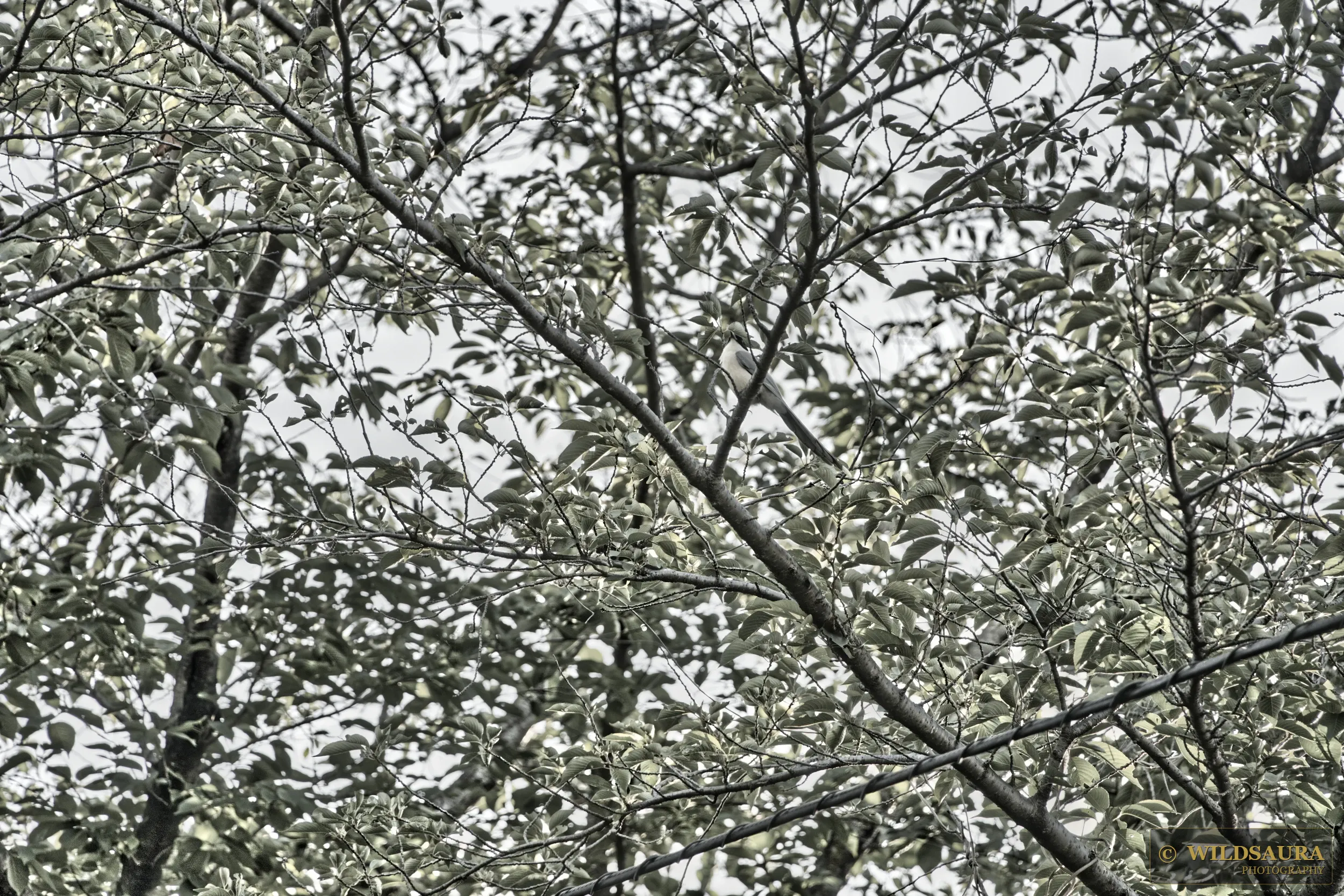 Shrike in the Branches