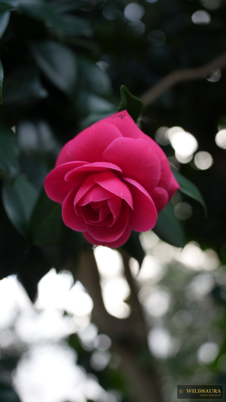 Pink Camellia Bloom