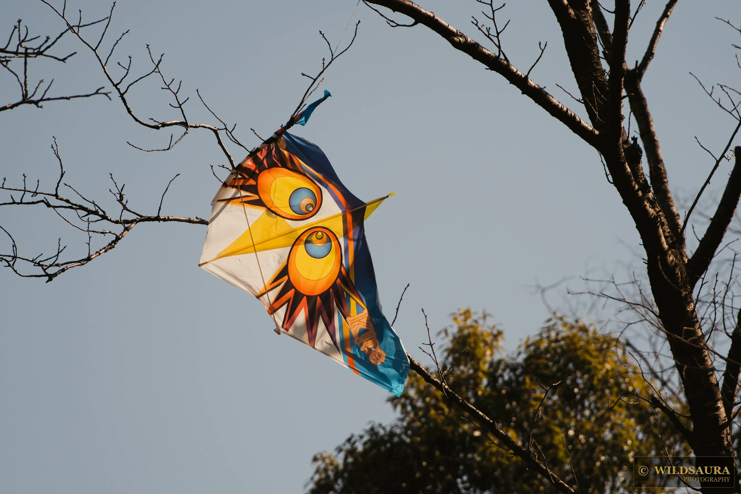 Tangled Owl Kite