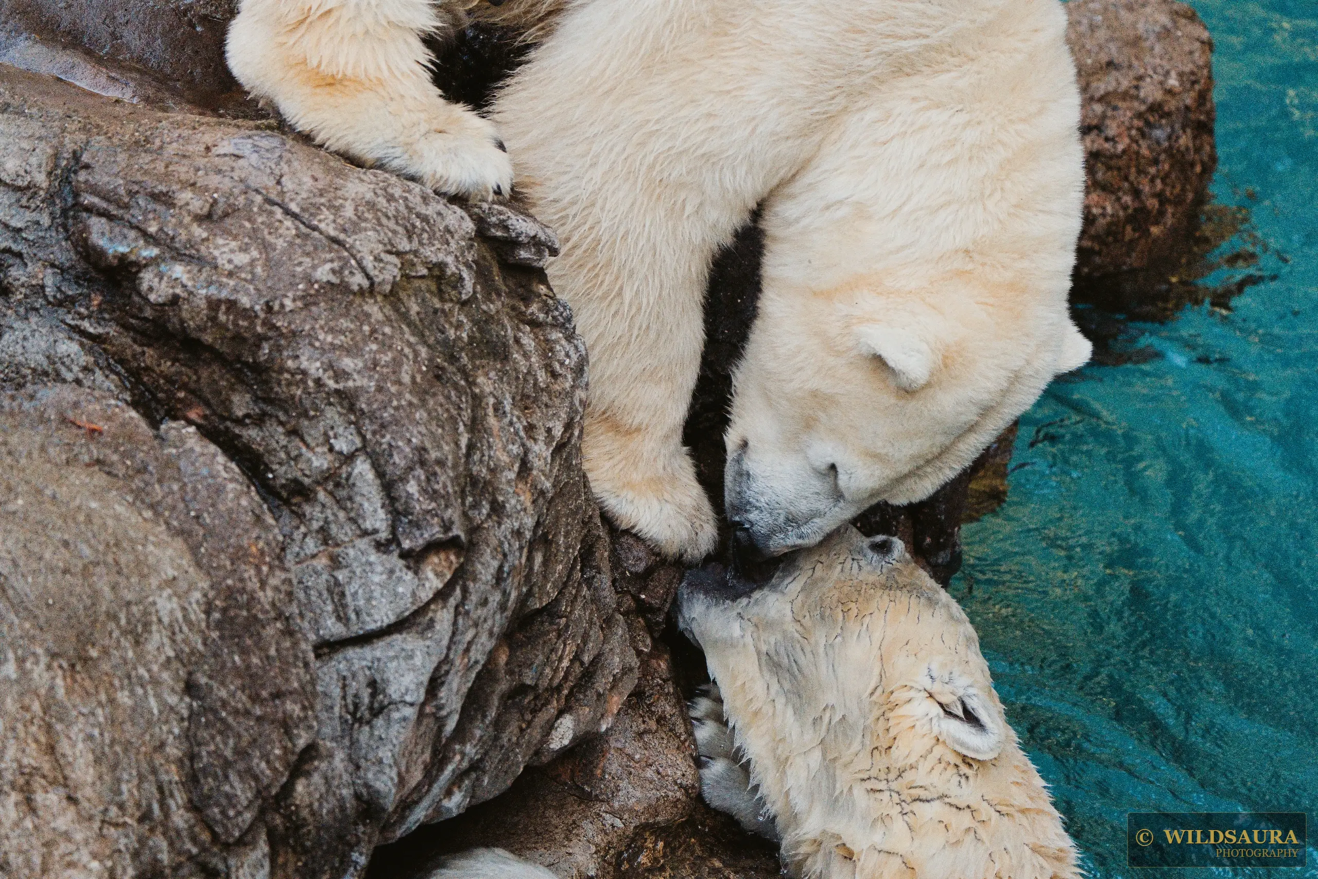 Mother and Cub