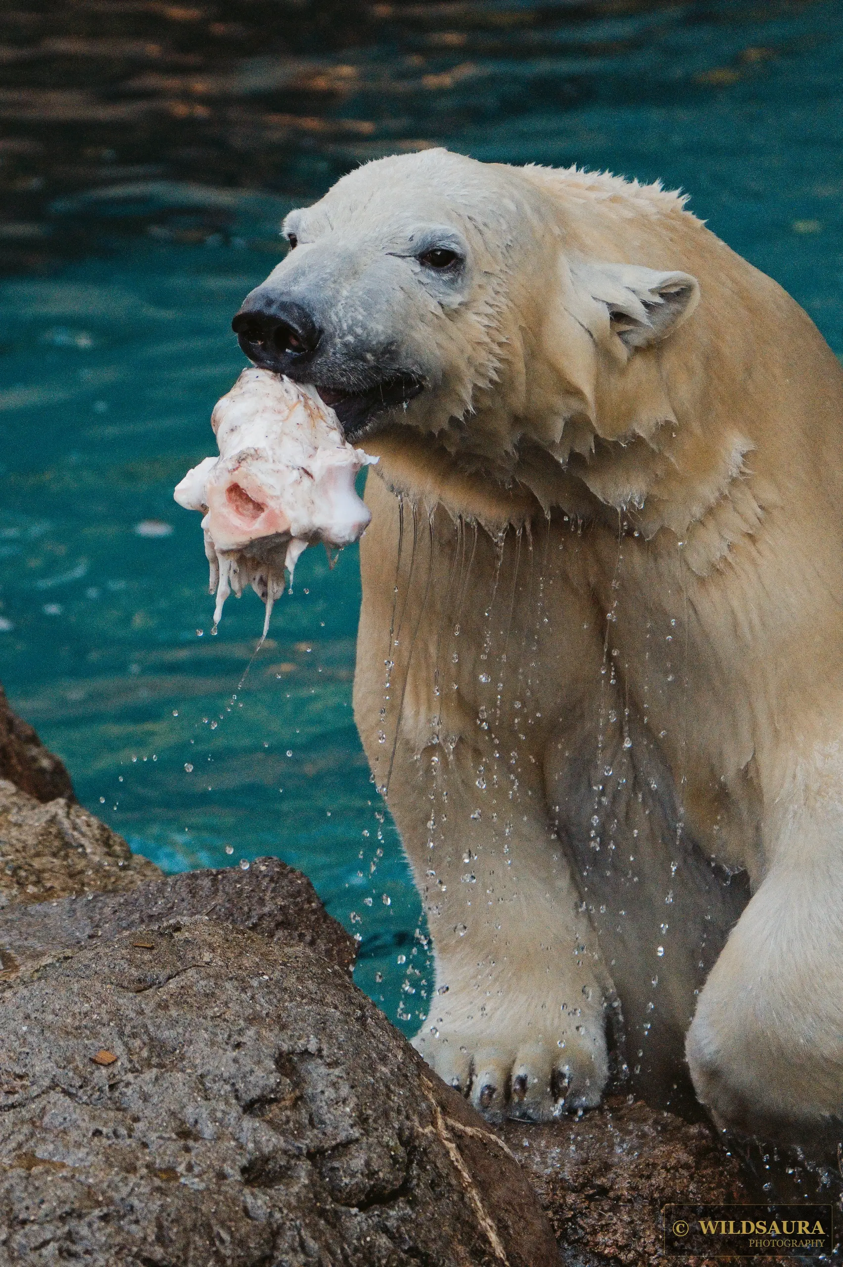 Polar Bear's Meal
