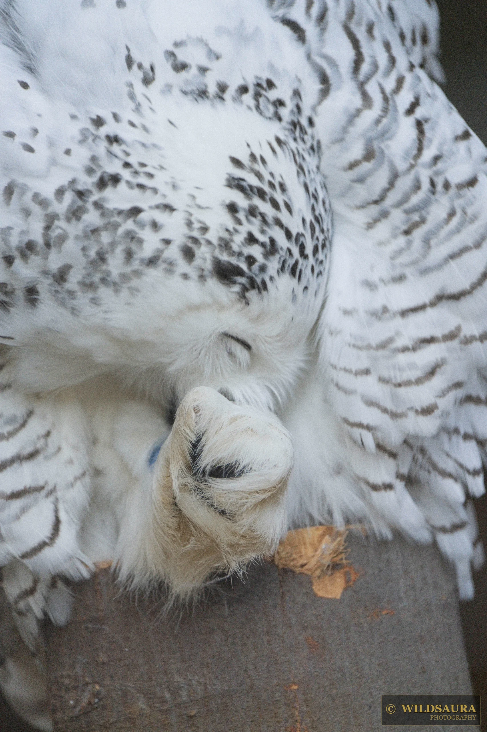 Snowy Owl's Rest