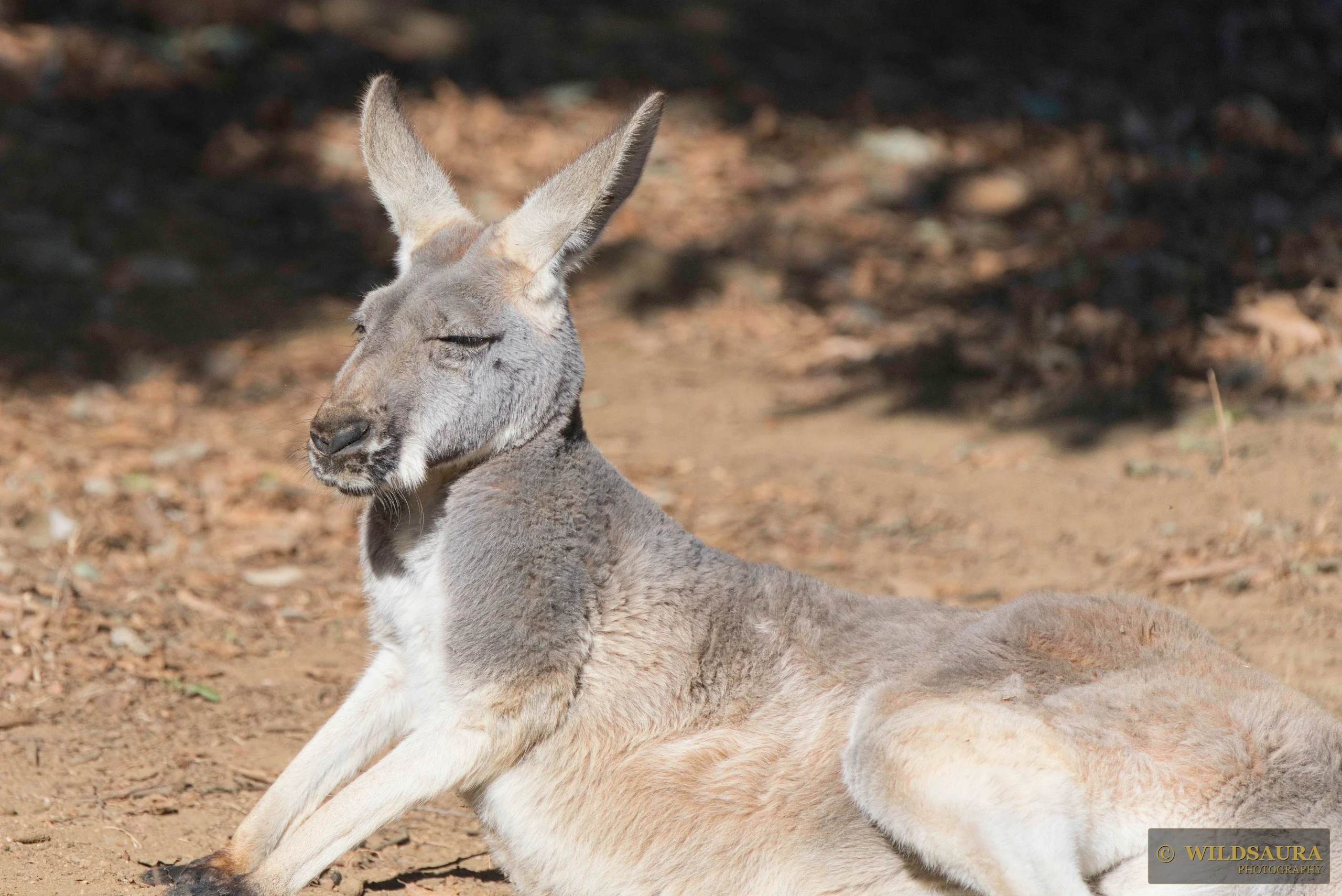 Red Kangaroo's Siesta