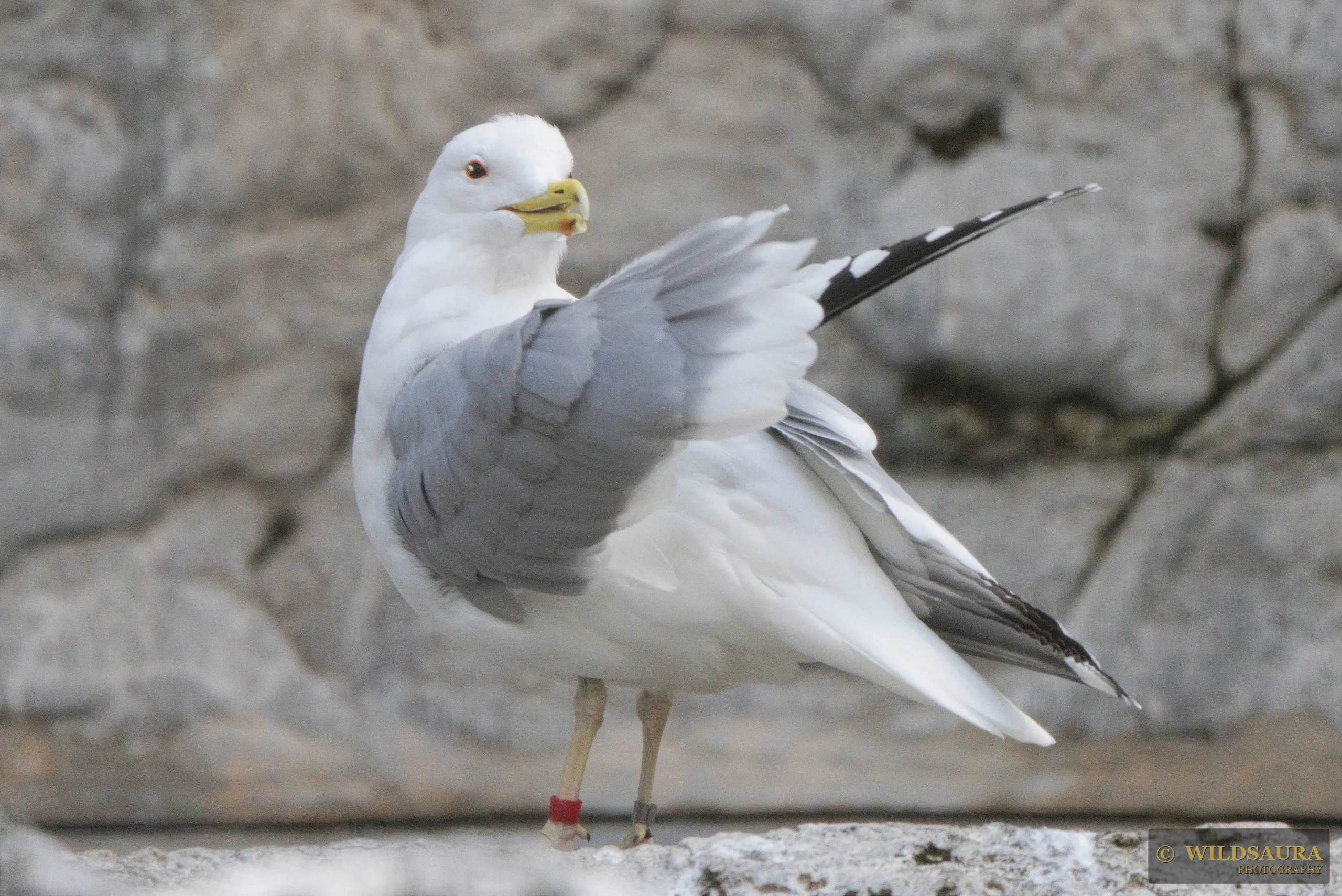 Banded Mew Gull