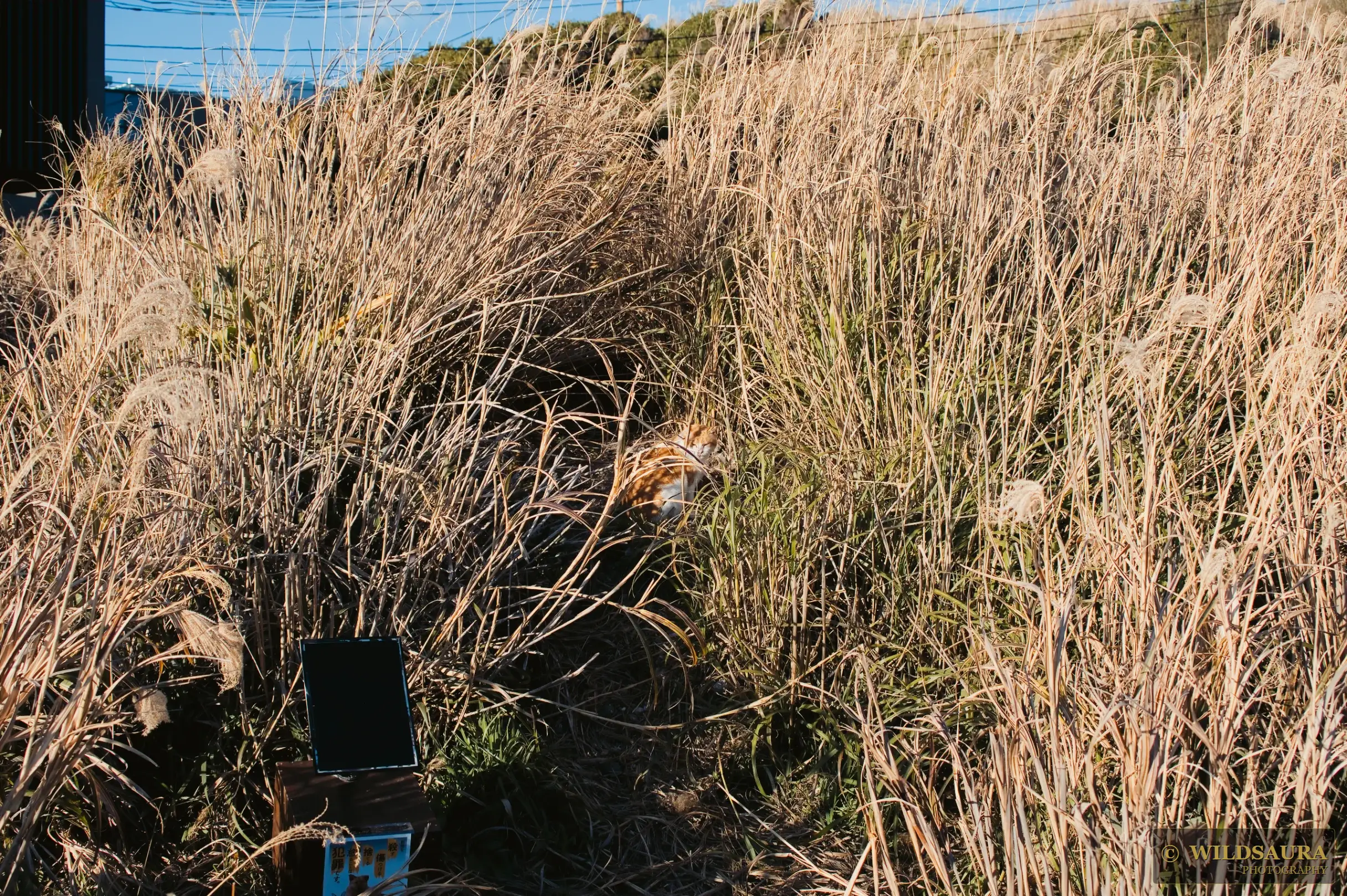 Ginger Cat in Tall Grass