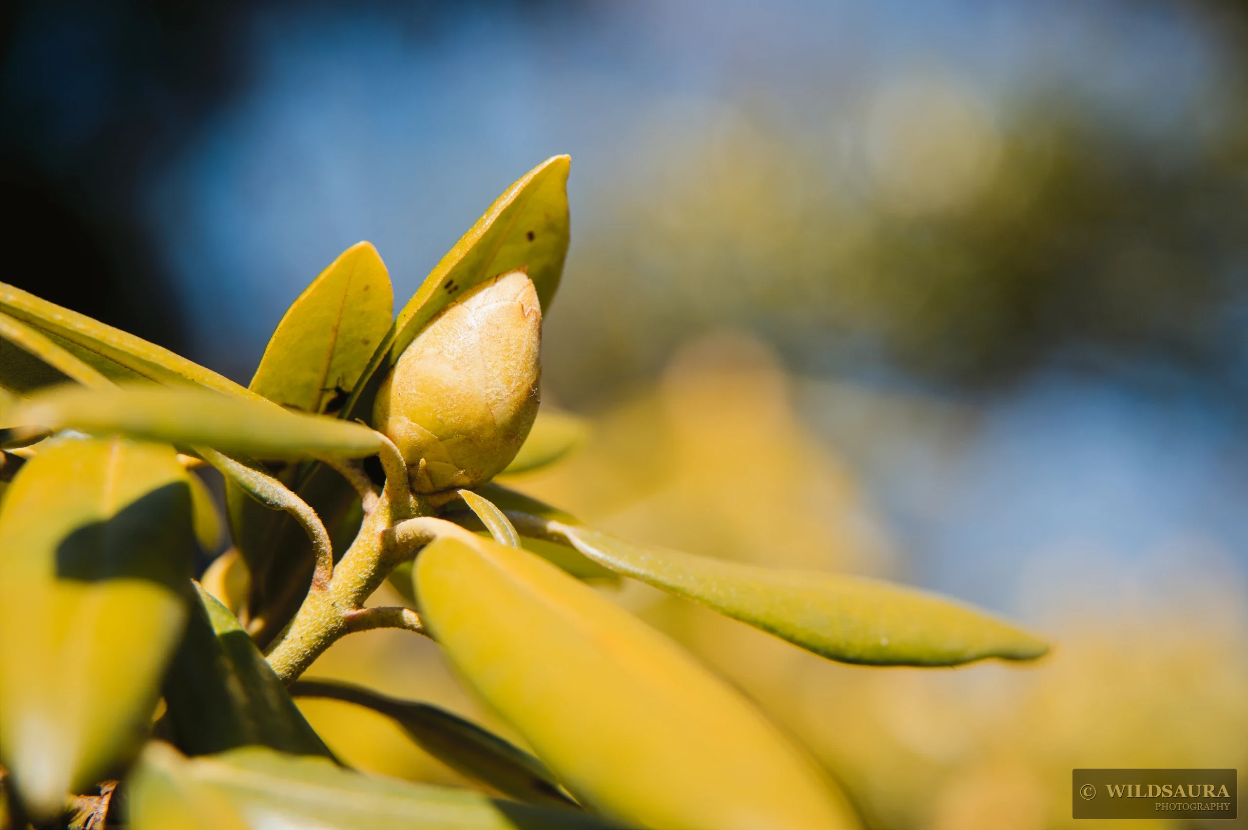 Rhododendron Bud in Sunlight