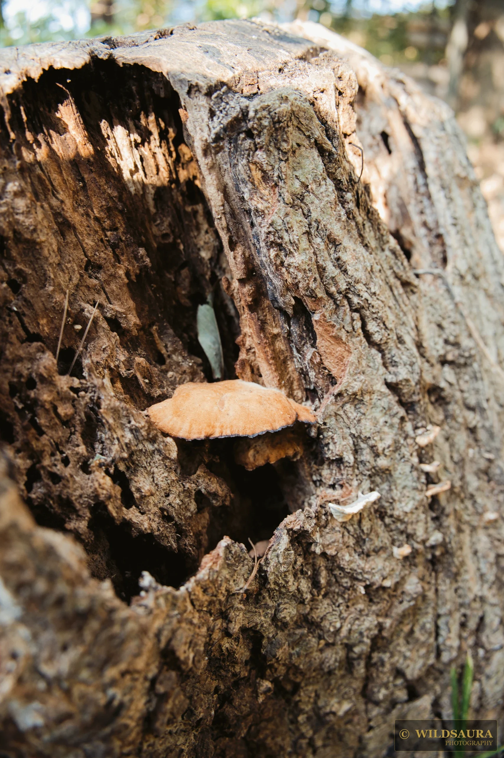 Forest Stump Fungi