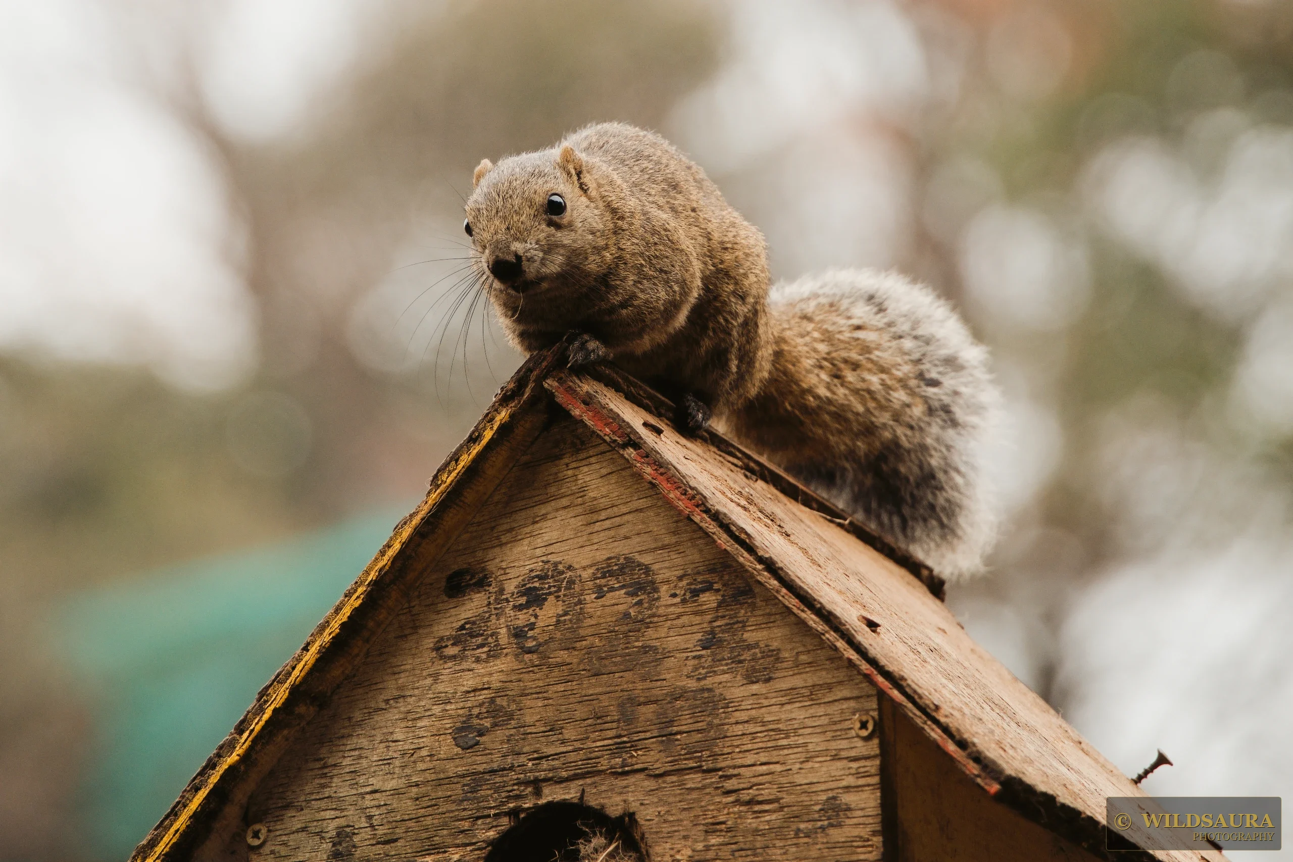 Birdhouse Lookout