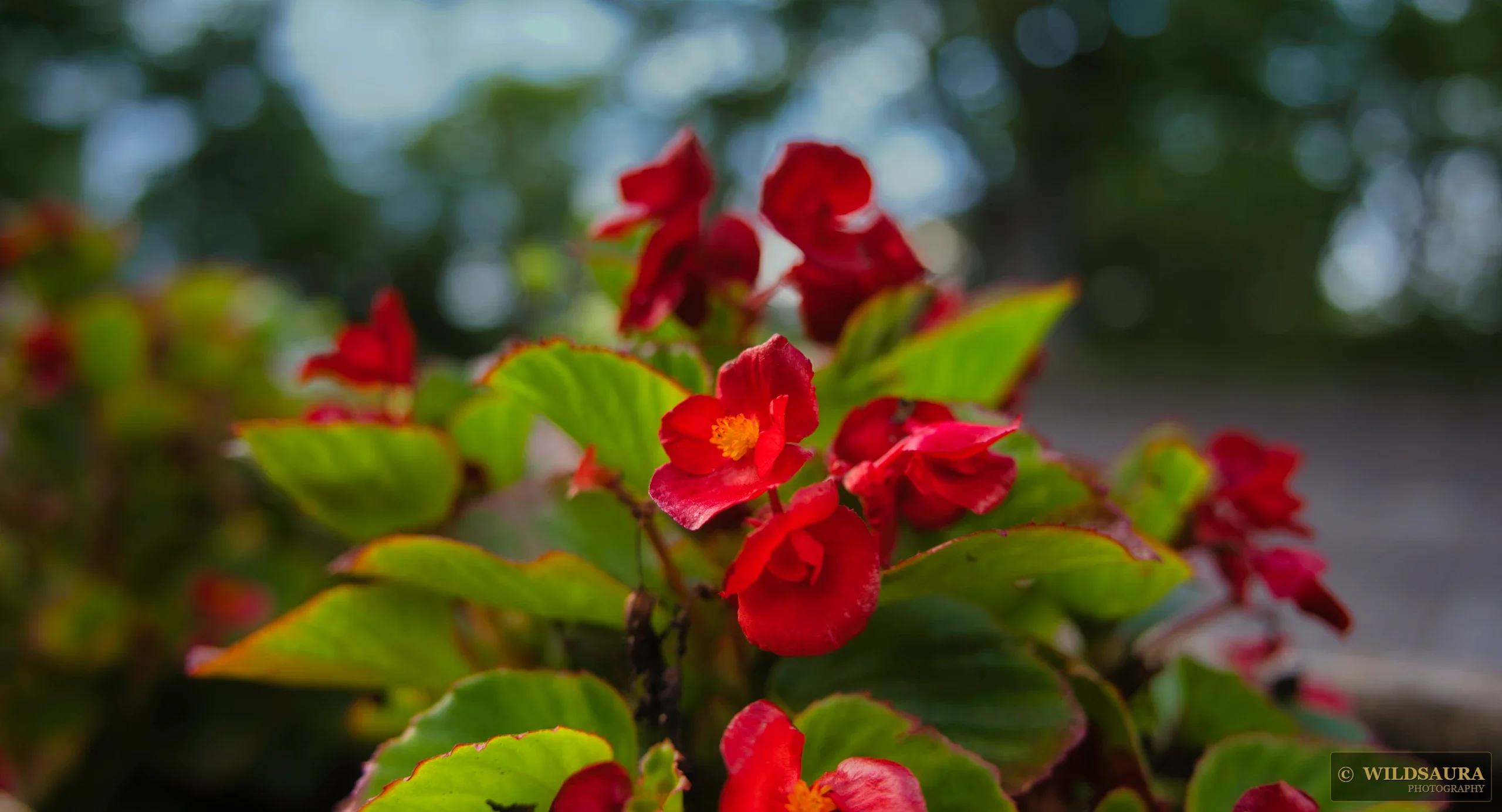 Red Begonia Blooms